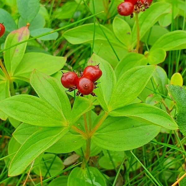 Cornus suecica برگ