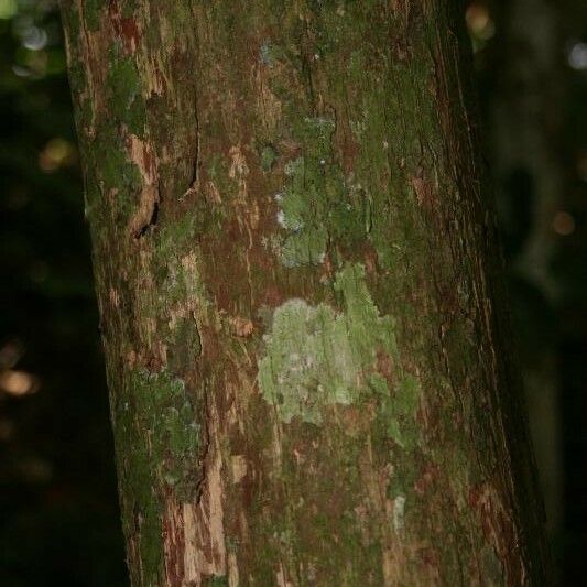 Couratari oblongifolia Кара