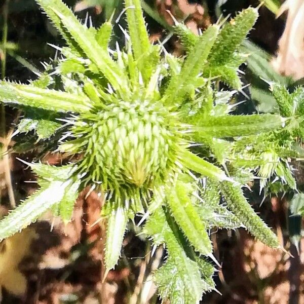 Cirsium vulgare ফুল