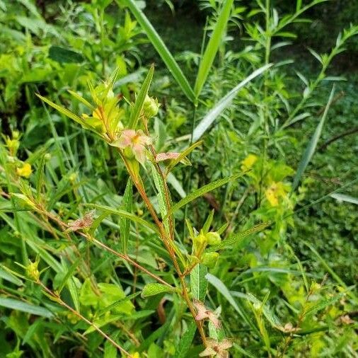 Ludwigia alternifolia Blüte