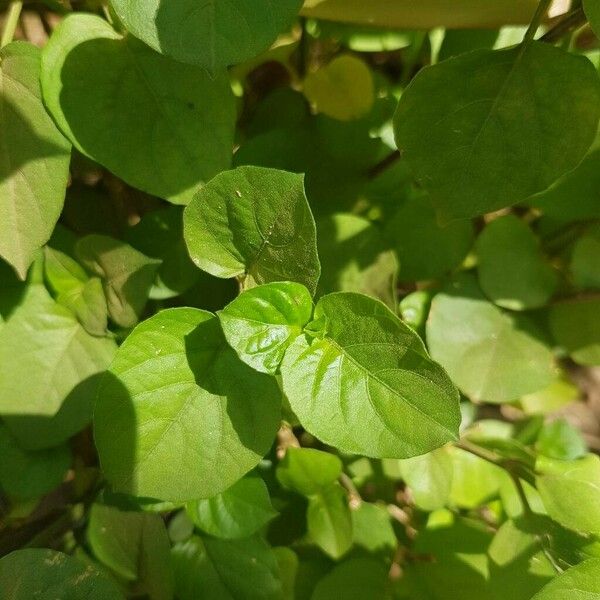 Asystasia gangetica Leaf