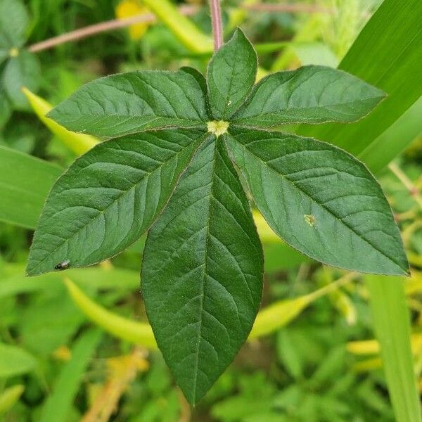 Cleome gynandra Folha