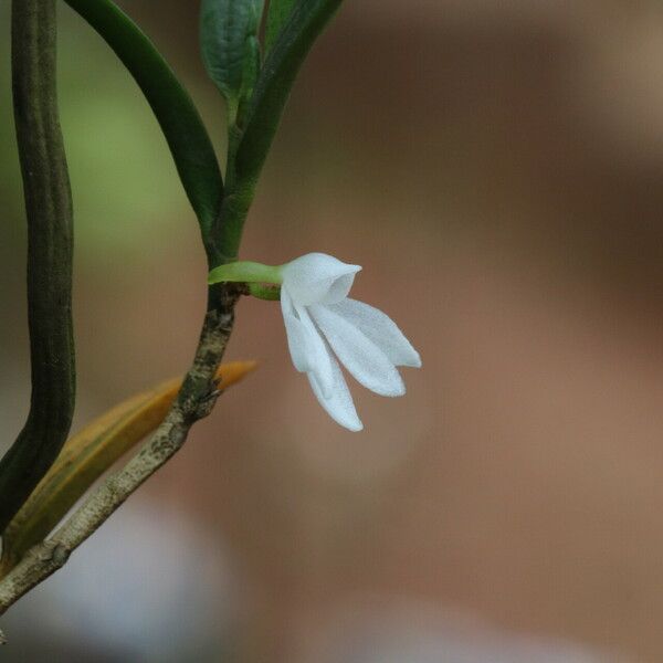 Afropectinariella pungens Floro