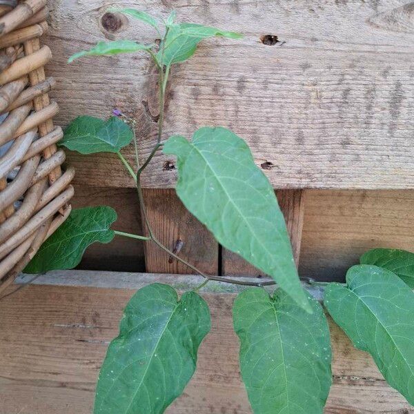 Solanum dulcamara List