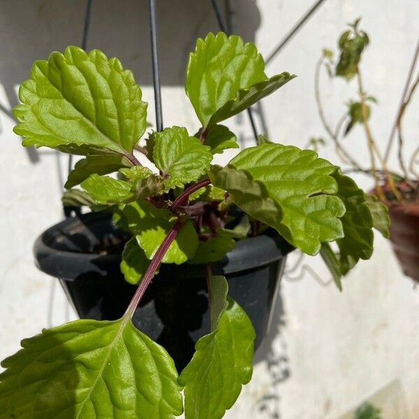 Plectranthus verticillatus 葉