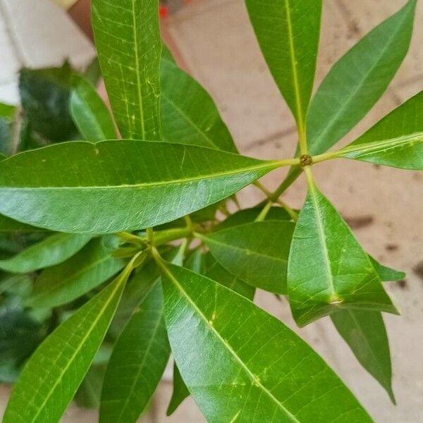 Alstonia scholaris Lehti