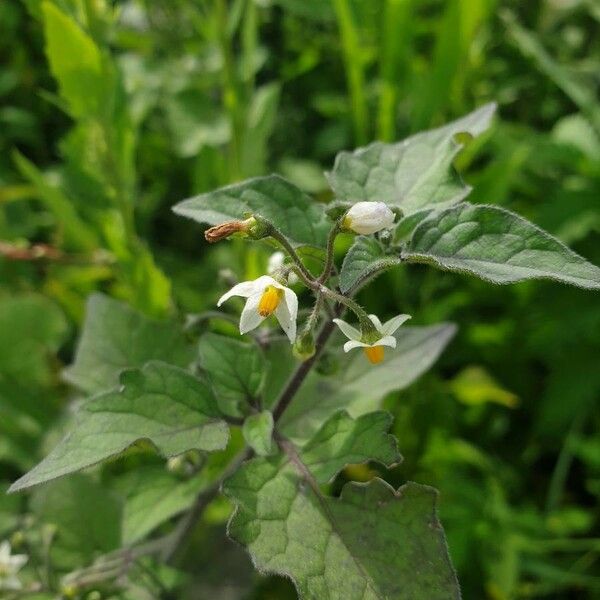 Solanum villosum Blatt