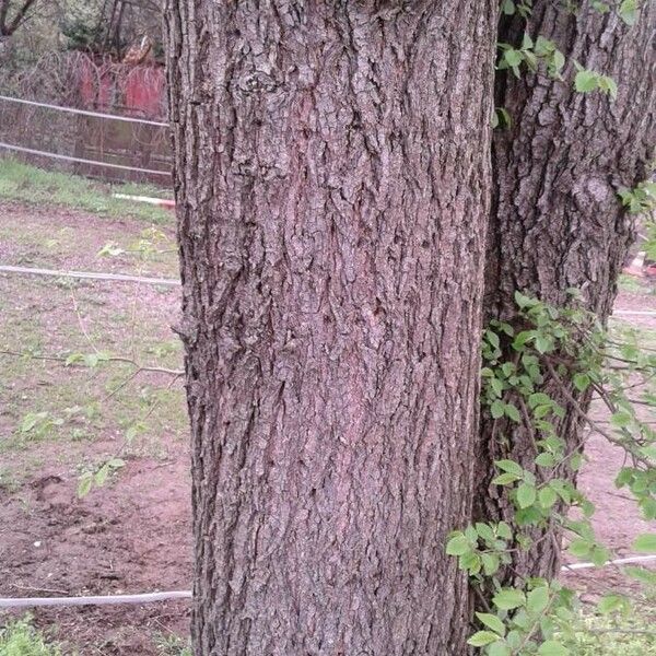 Ulmus americana Кара