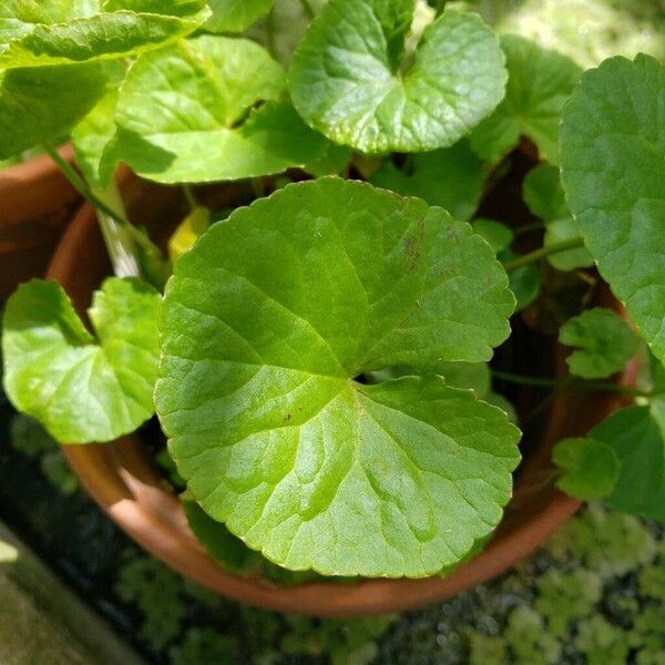 Centella asiatica Φύλλο