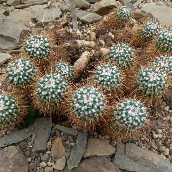 Mammillaria compressa Celota