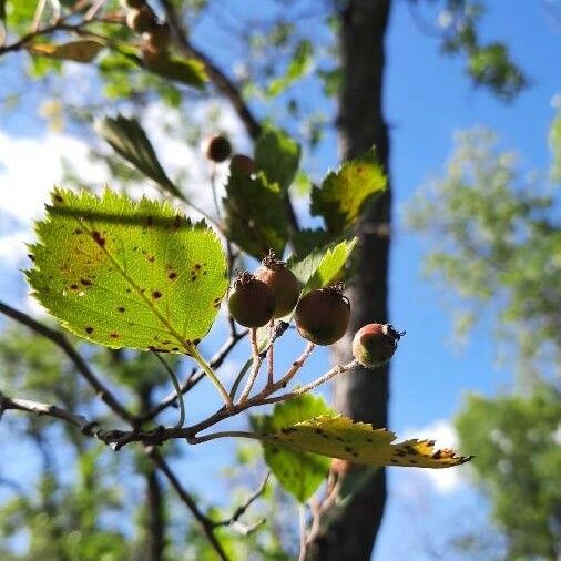 Crataegus douglasii फल