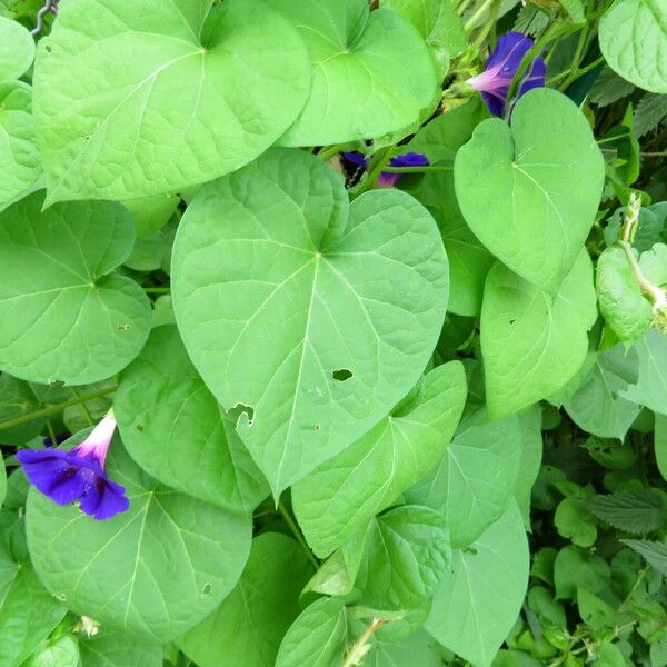 Ipomoea hederifolia 整株植物