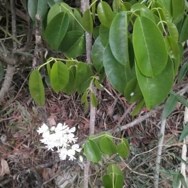 Derris trifoliata Лист