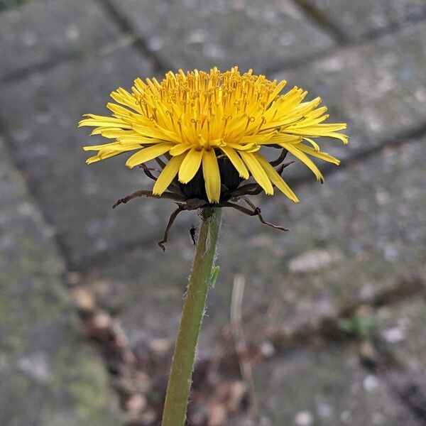 Taraxacum sect. Taraxacum Кветка