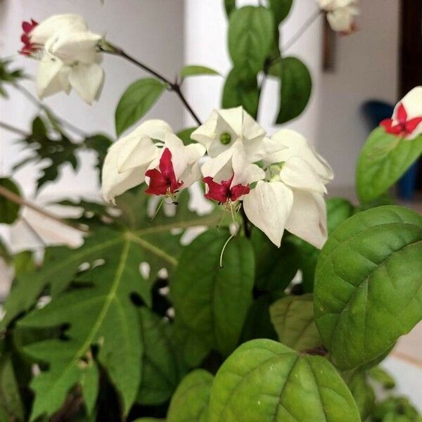 Clerodendrum thomsoniae Blodyn