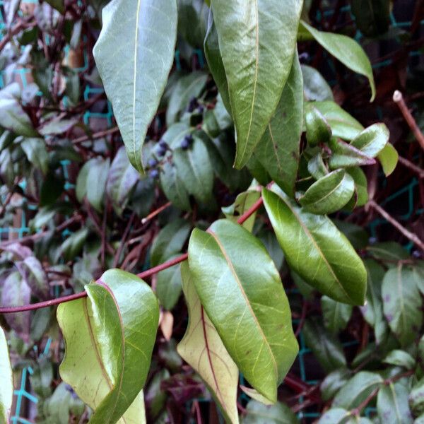 Lonicera acuminata Hábito