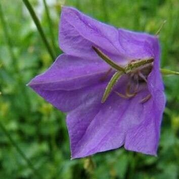 Campanula carpatica Žiedas