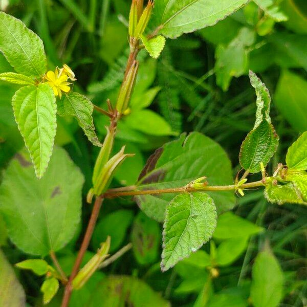 Corchorus aestuans പുഷ്പം