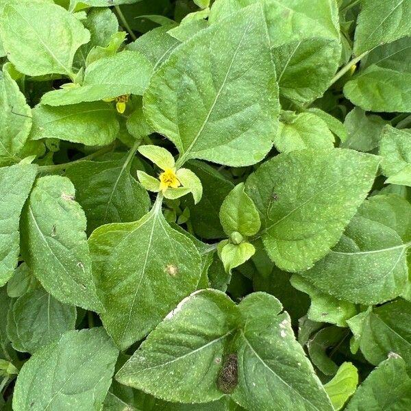 Calyptocarpus vialis Leaf