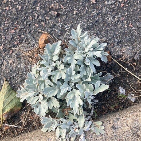 Artemisia stelleriana 葉