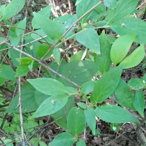 Deutzia gracilis Frunză