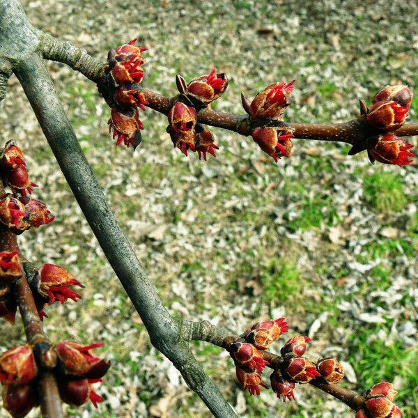 Acer saccharinum Λουλούδι