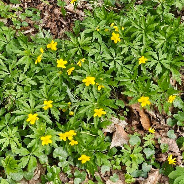 Anemonoides ranunculoides Fiore