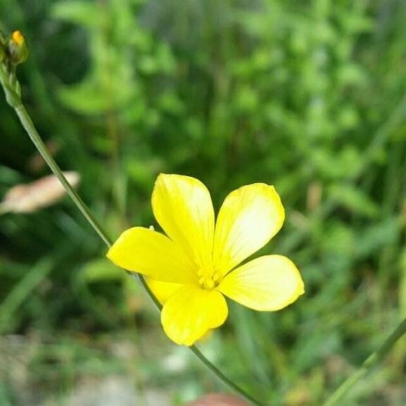 Linum maritimum Λουλούδι