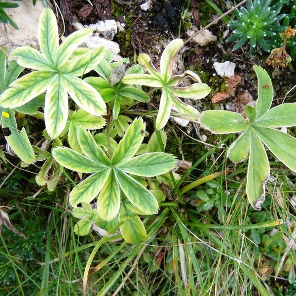 Potentilla alchemilloides Drugo