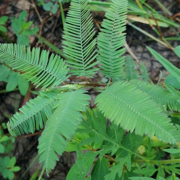 Aeschynomene americana Leaf