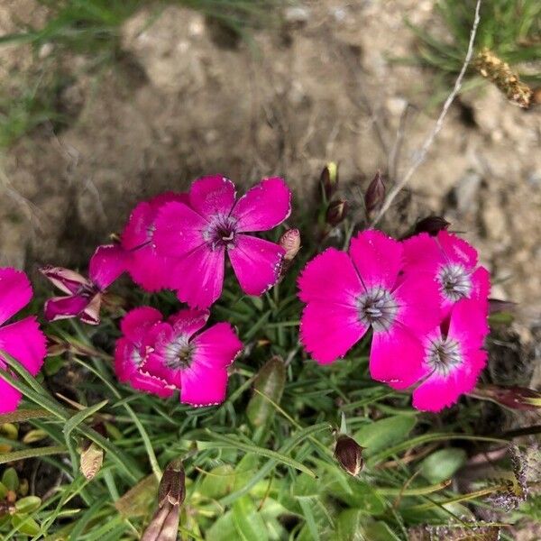 Dianthus pavonius Flors