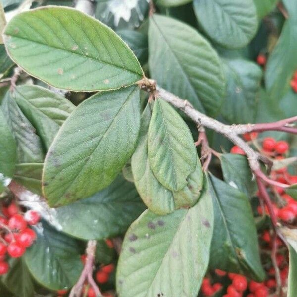 Cotoneaster coriaceus Folha