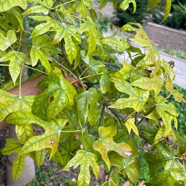 Brachychiton acerifolius Fuelha