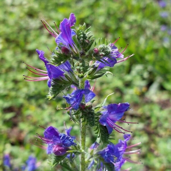 Echium vulgare Kwiat