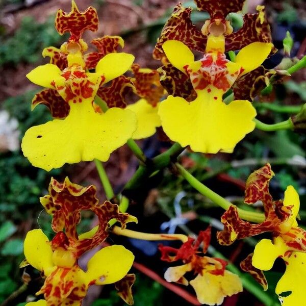 Trichocentrum cebolleta Цвят