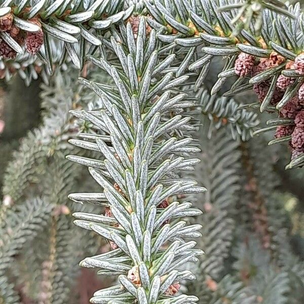 Abies pinsapo Blad