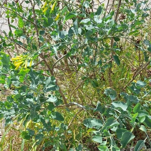 Nicotiana glauca Хабит