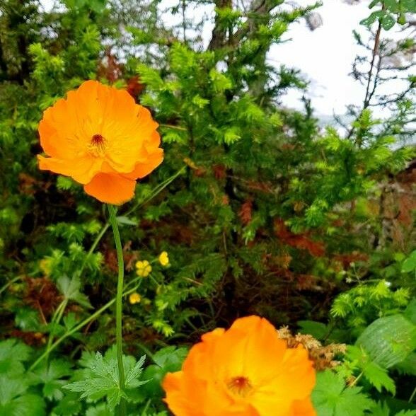 Trollius asiaticus Květ