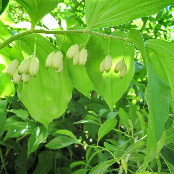 Polygonatum latifolium 花