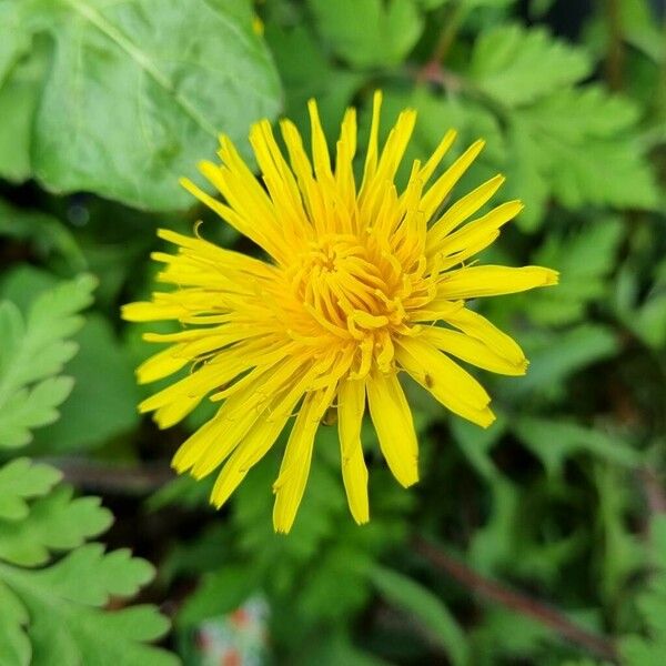 Taraxacum campylodes Flower