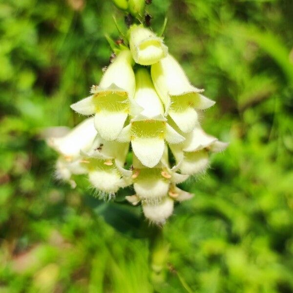 Digitalis lutea Квітка