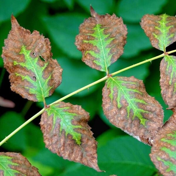 Aralia elata Foglia