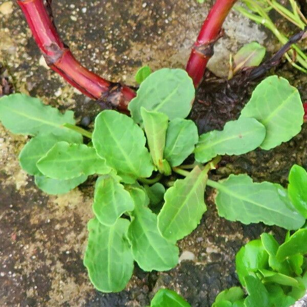 Rumex conglomeratus Fuelha