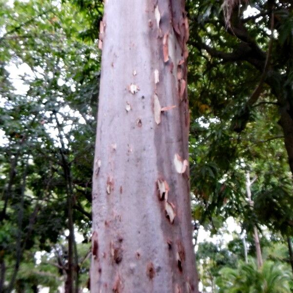 Corymbia citriodora Bark