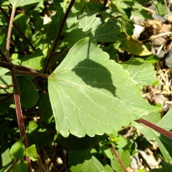 Ageratina adenophora Leaf