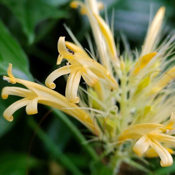 Schaueria calytricha Flower