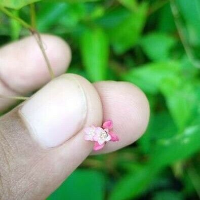 Persicaria sagittata 花