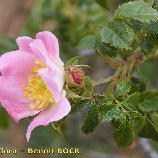 Rosa squarrosa Lorea