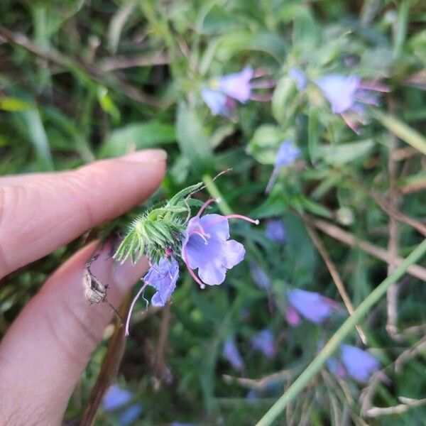 Echium rosulatum Kukka