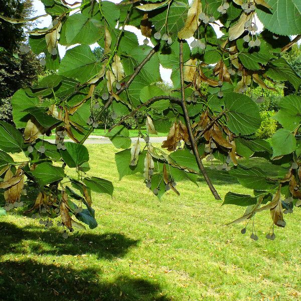 Tilia platyphyllos Fruit